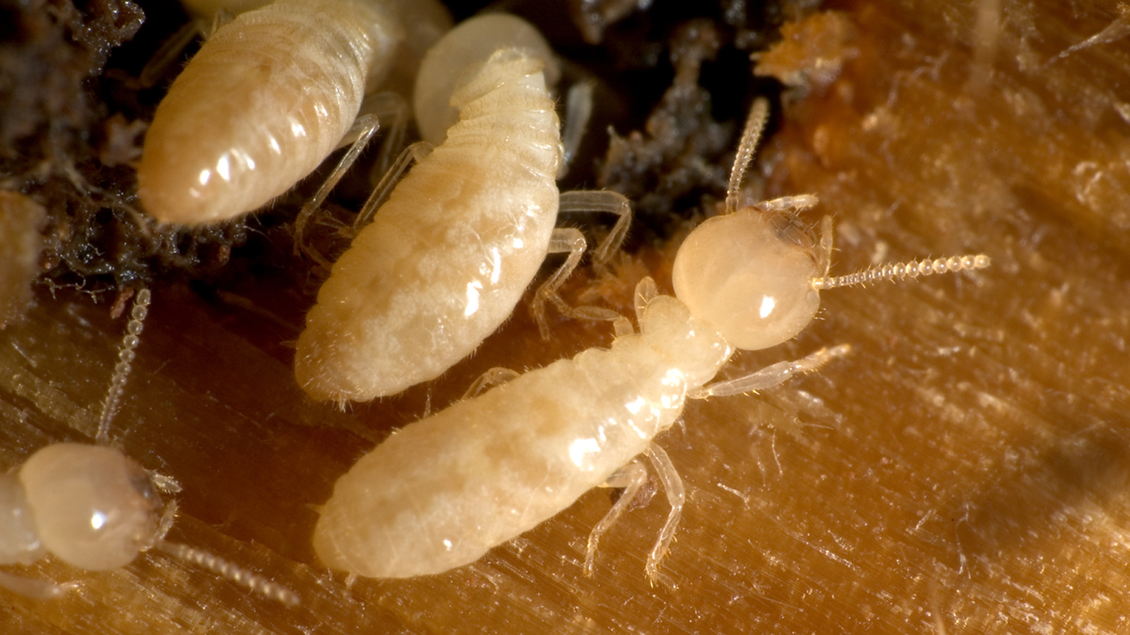 Given Time, Termites Will Eat YOUR House Too - Termite & Pest Control  Information Centre